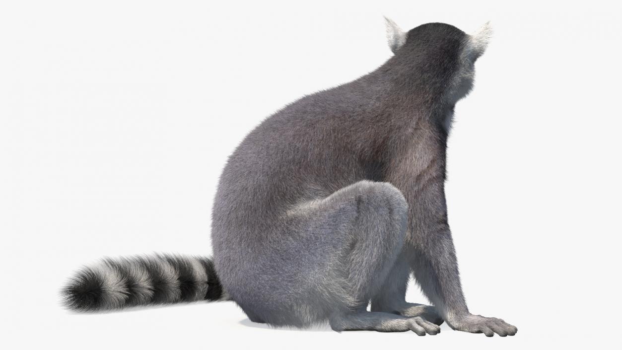 Ring-tailed Lemur Sitting Fur 3D model