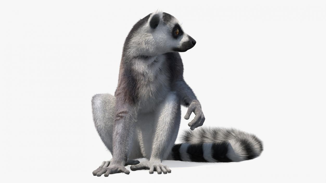 Ring-tailed Lemur Sitting Fur 3D model