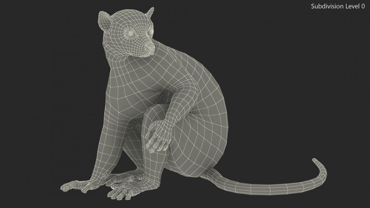 Ring-tailed Lemur Sitting Fur 3D model