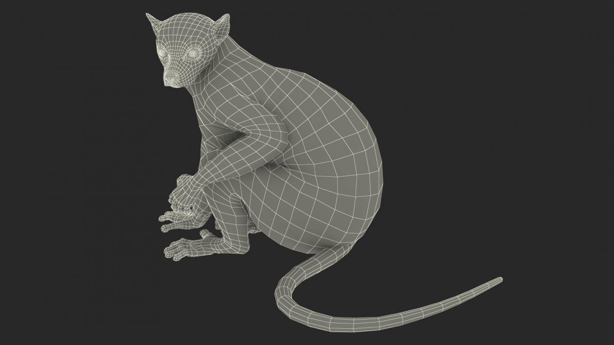 Ring-tailed Lemur Sitting Fur 3D model