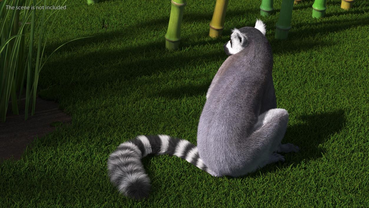 Ring-tailed Lemur Sitting Fur 3D model