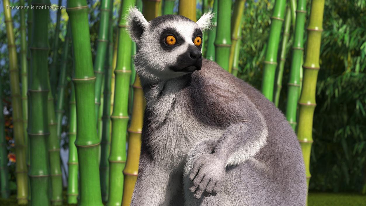 Ring-tailed Lemur Sitting Fur 3D model