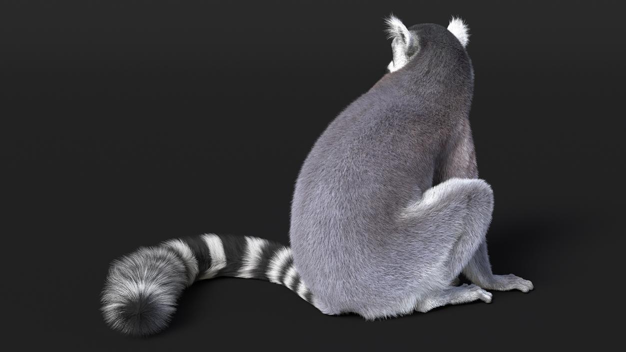 Ring-tailed Lemur Sitting Fur 3D model