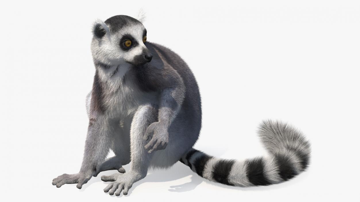 Ring-tailed Lemur Sitting Fur 3D model