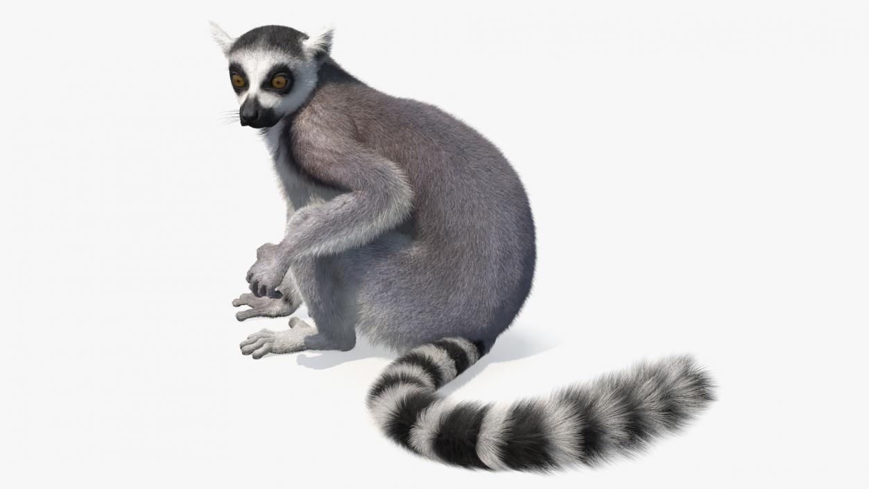 Ring-tailed Lemur Sitting Fur 3D model