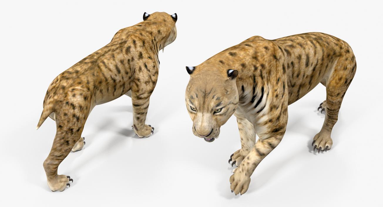 3D model Saber Tooth Tiger Walking Pose