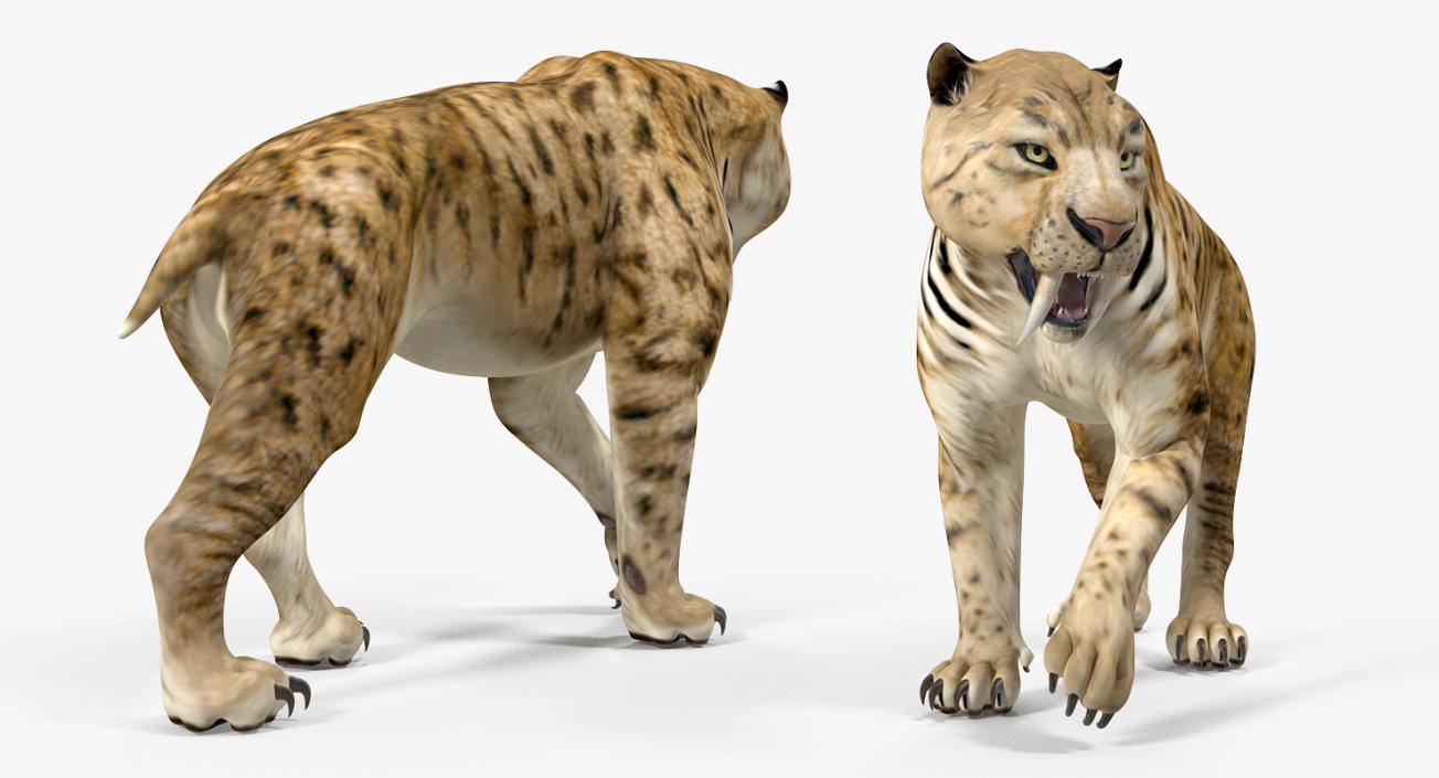 3D model Saber Tooth Tiger Walking Pose