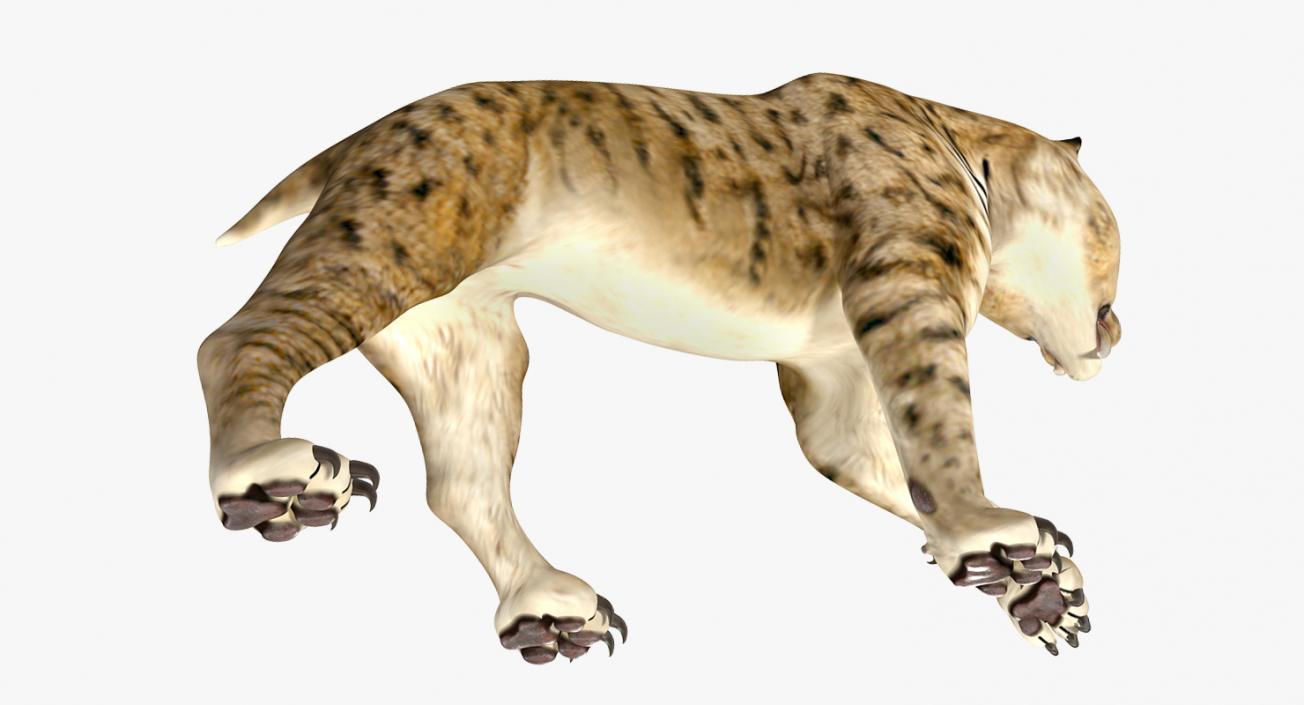 3D model Saber Tooth Tiger Walking Pose