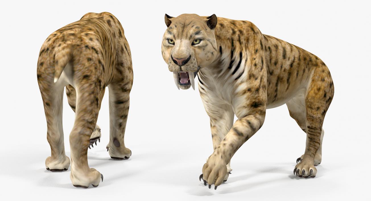 3D model Saber Tooth Tiger Walking Pose