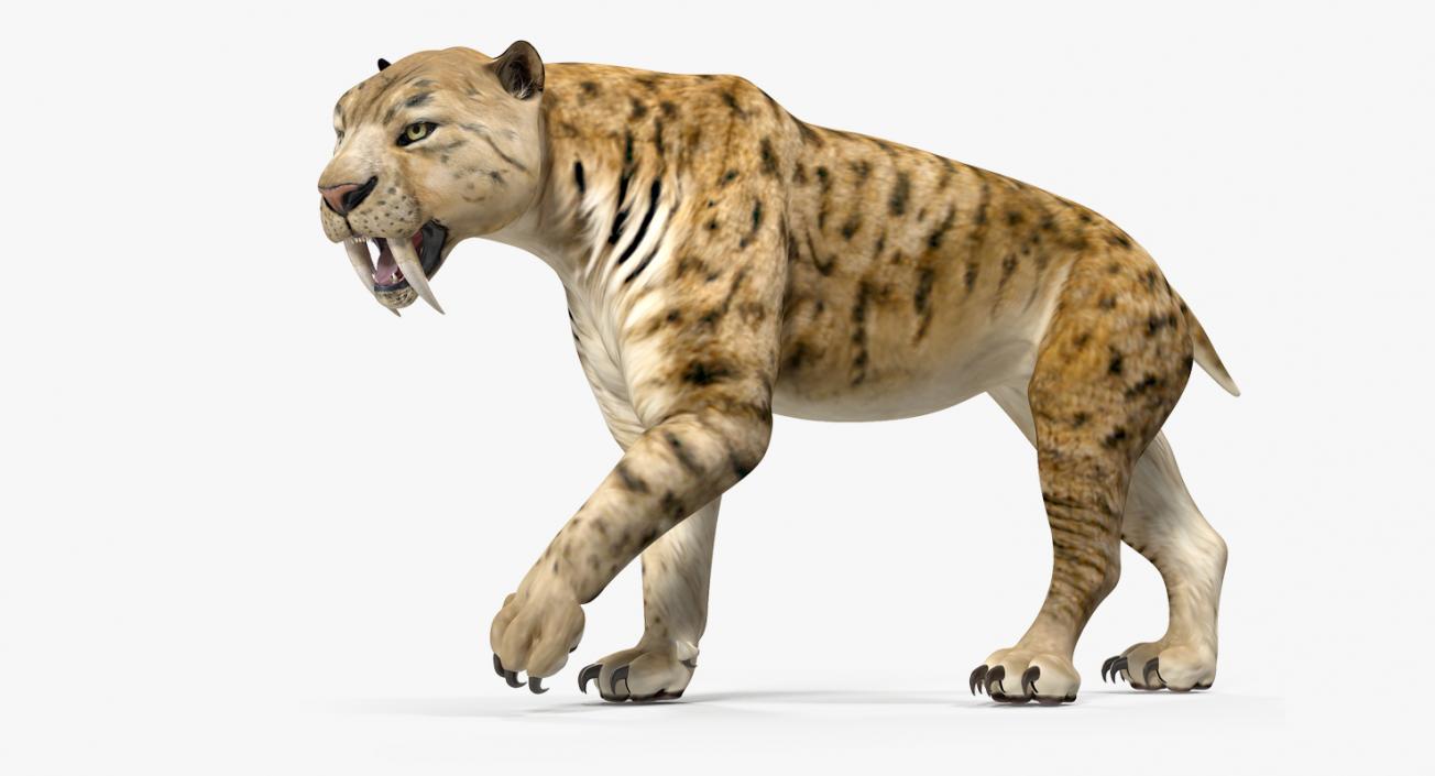 3D model Saber Tooth Tiger Walking Pose