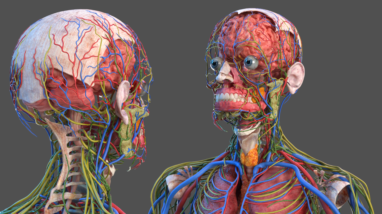 3D Male Full Body Anatomy and Skin