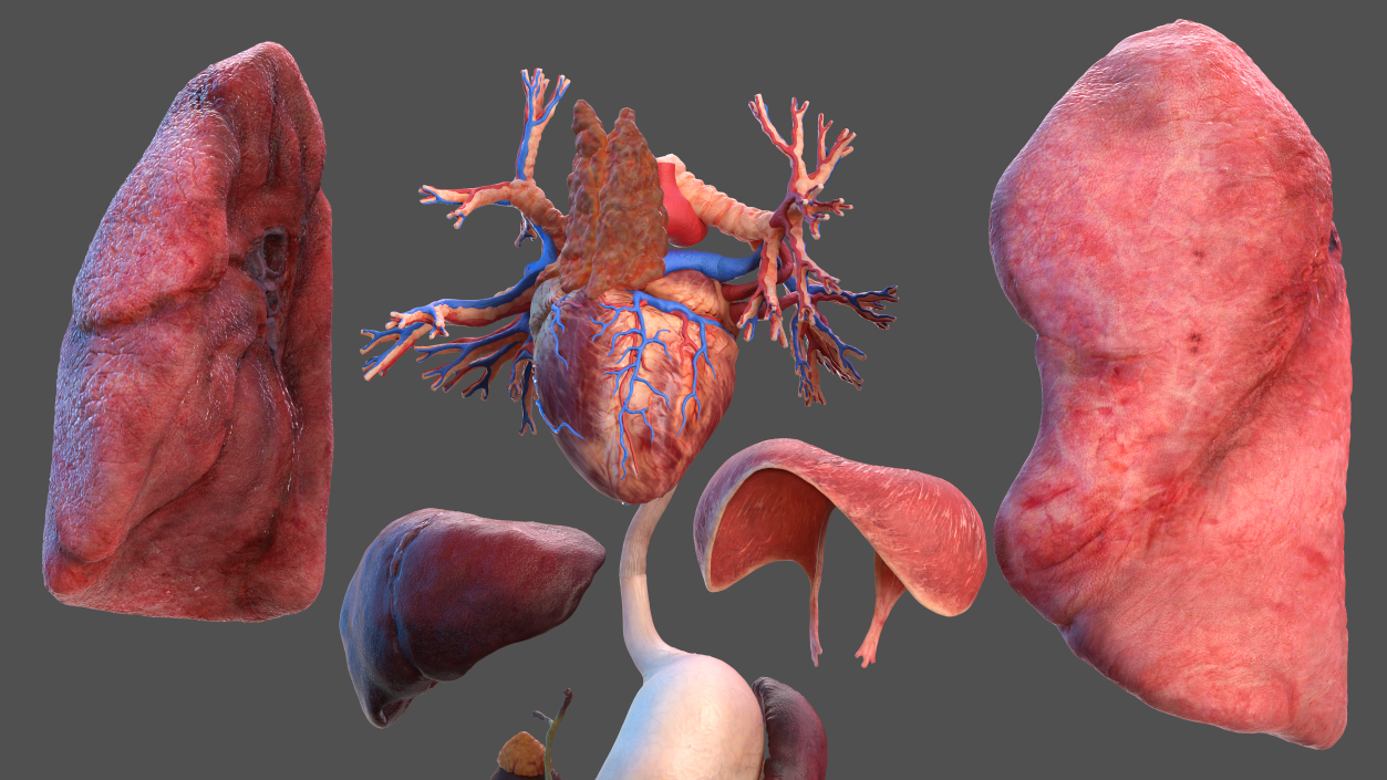 3D Male Full Body Anatomy and Skin