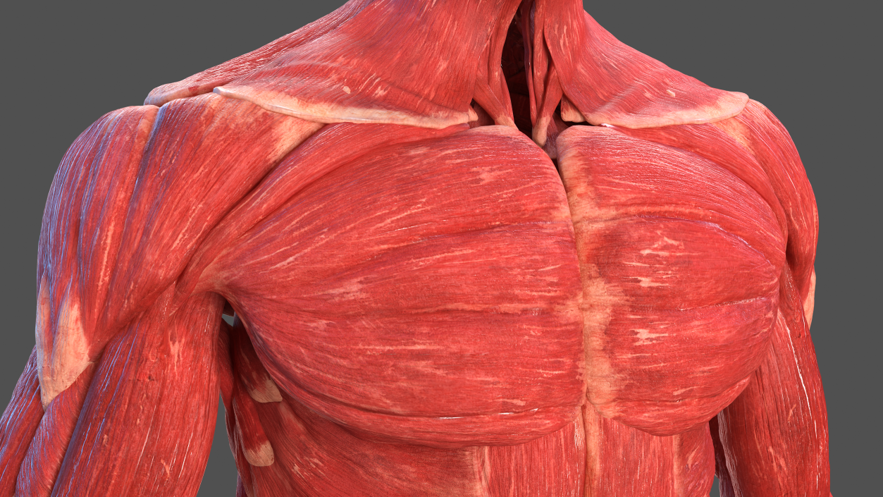 3D Male Full Body Anatomy and Skin