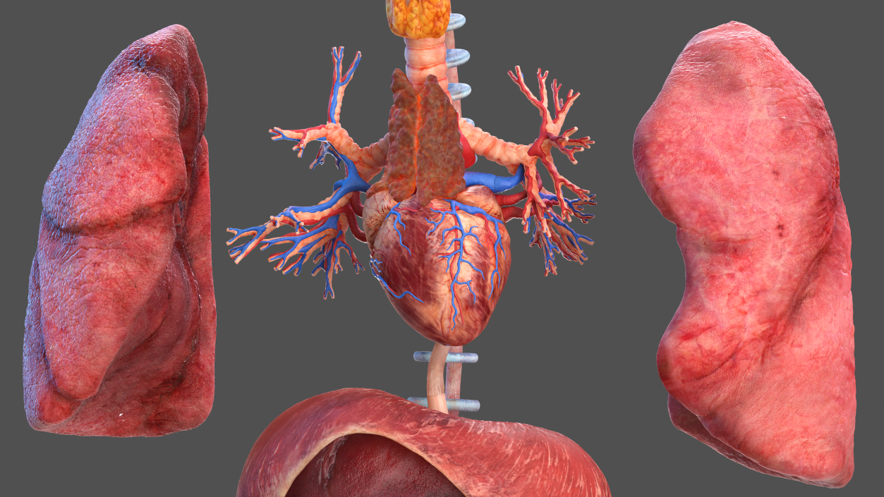 3D Male Full Body Anatomy and Skin