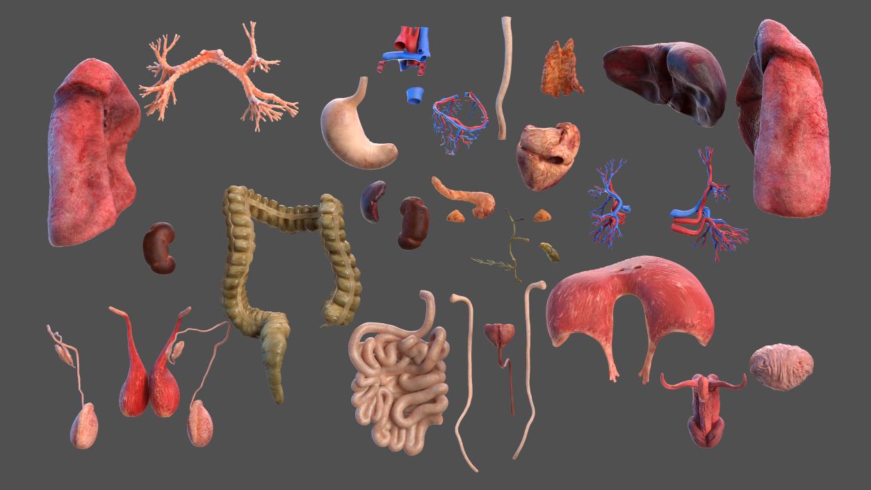 3D Male Full Body Anatomy and Skin