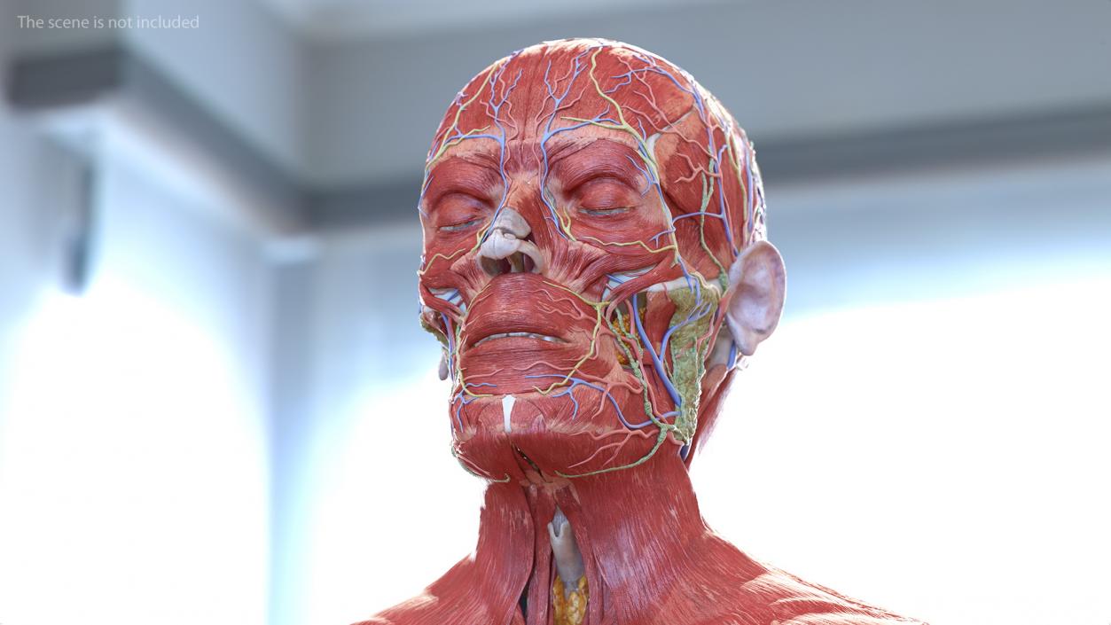 3D Male Full Body Anatomy and Skin