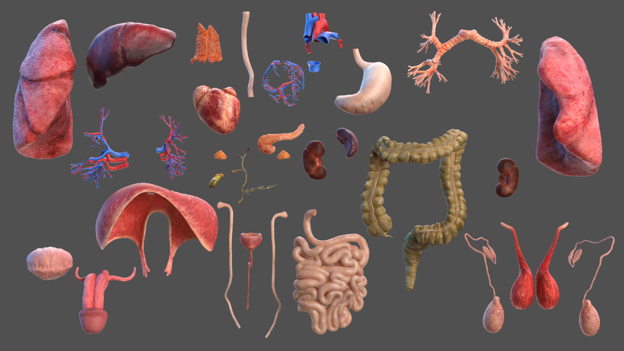 3D Male Full Body Anatomy and Skin