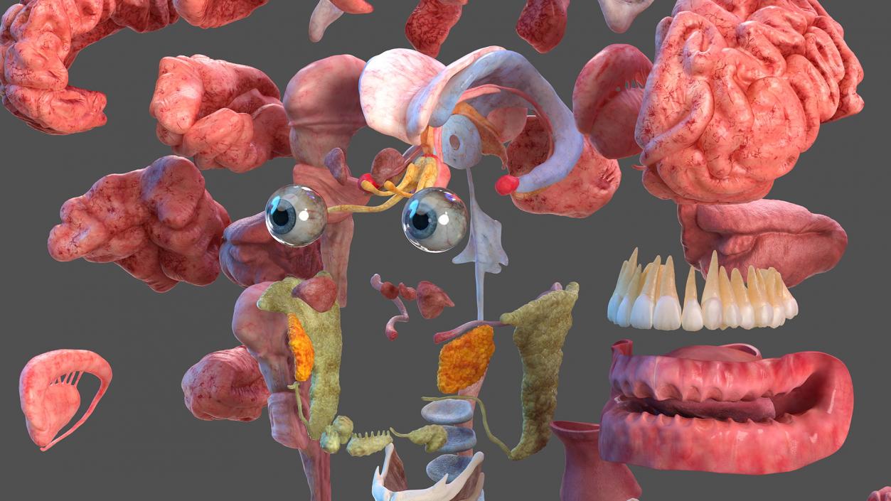 3D Male Full Body Anatomy and Skin