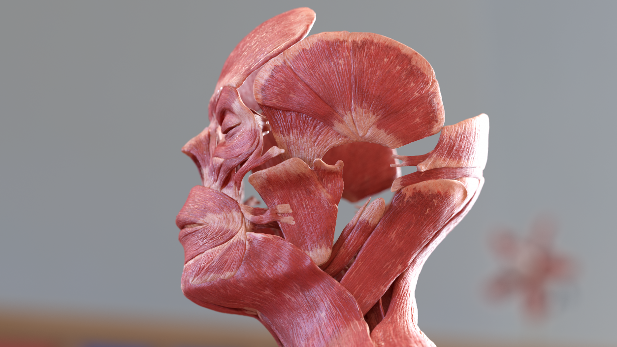 3D Male Full Body Anatomy and Skin