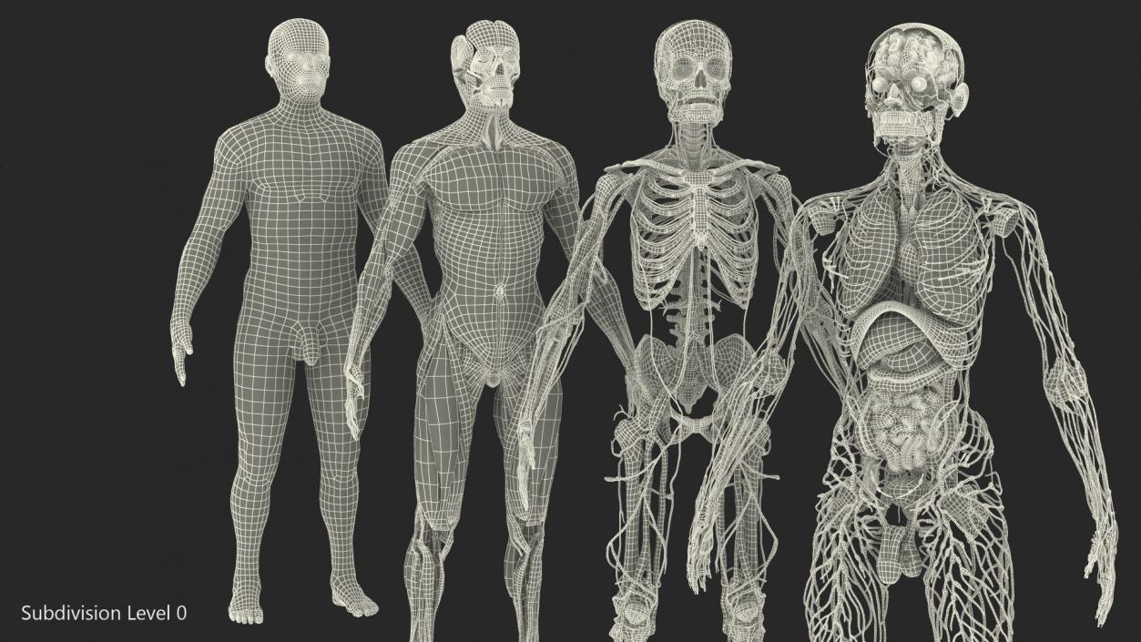 3D Male Full Body Anatomy and Skin