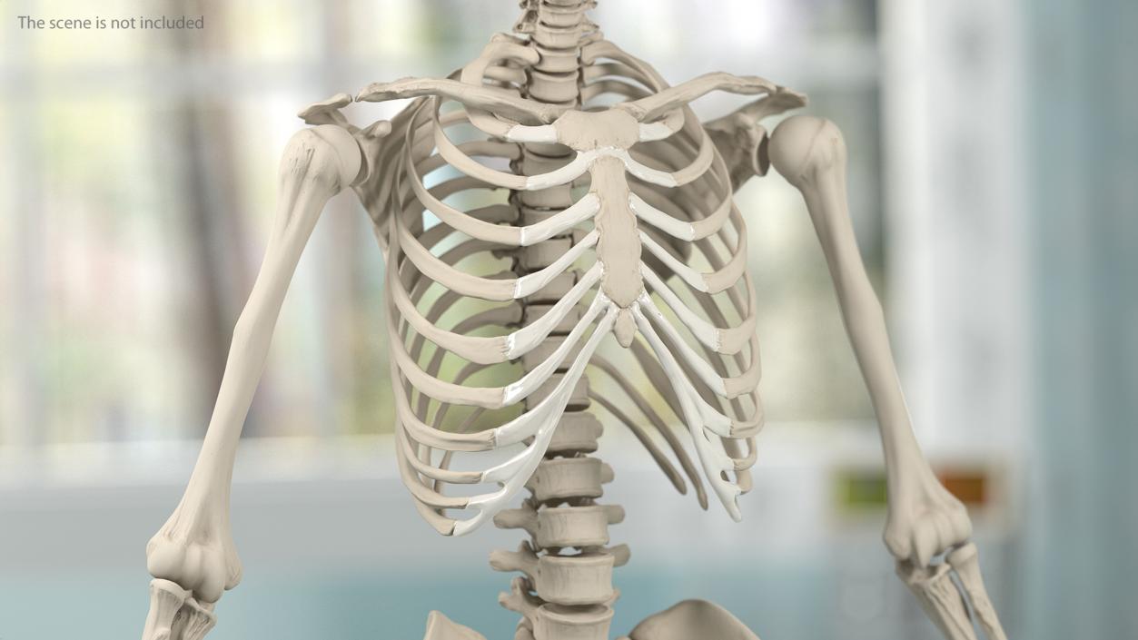 3D Male Full Body Anatomy and Skin