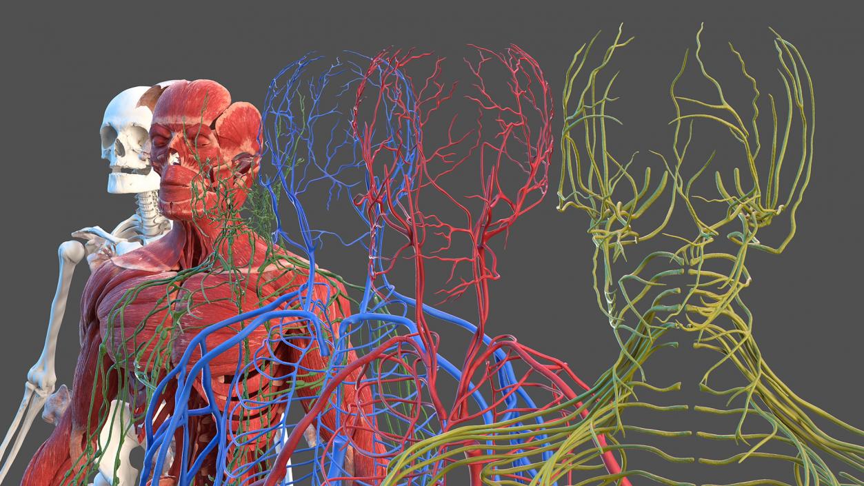 3D Male Full Body Anatomy and Skin