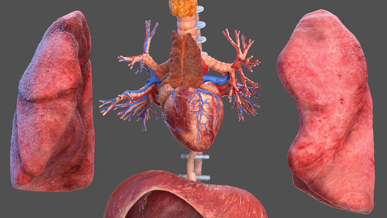 3D Male Full Body Anatomy and Skin