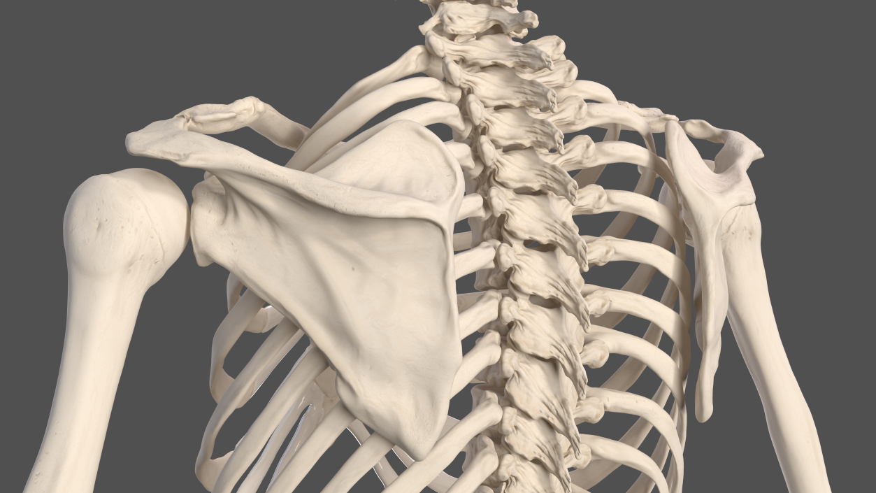 3D Male Full Body Anatomy and Skin