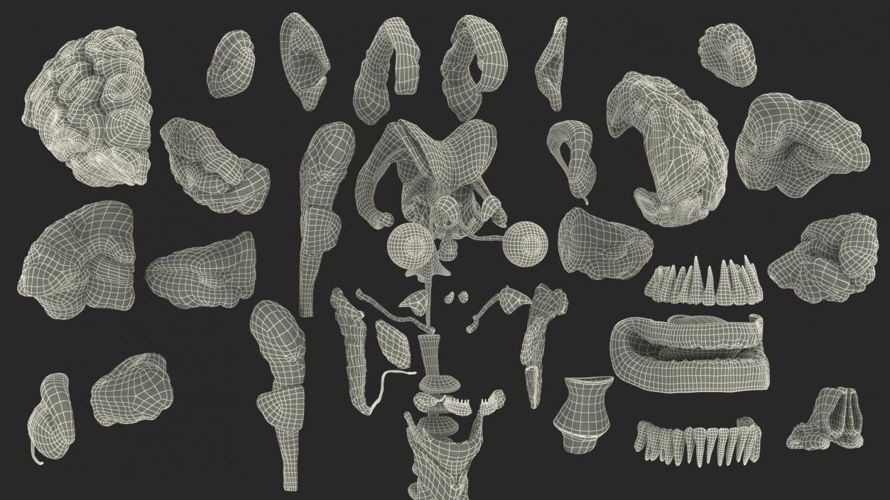 3D Male Full Body Anatomy and Skin