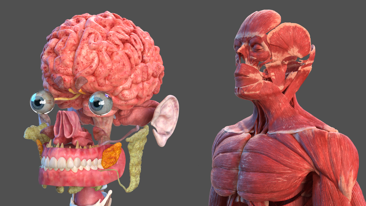 3D Male Full Body Anatomy and Skin