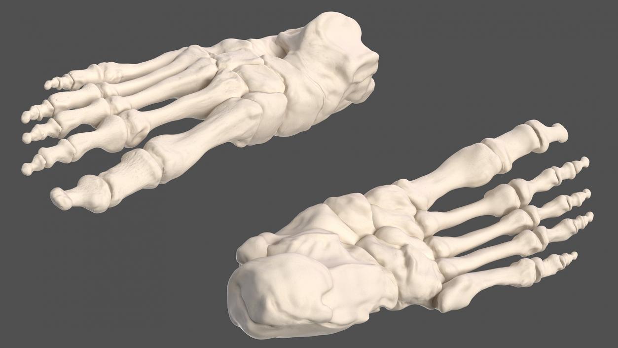 3D Male Full Body Anatomy and Skin