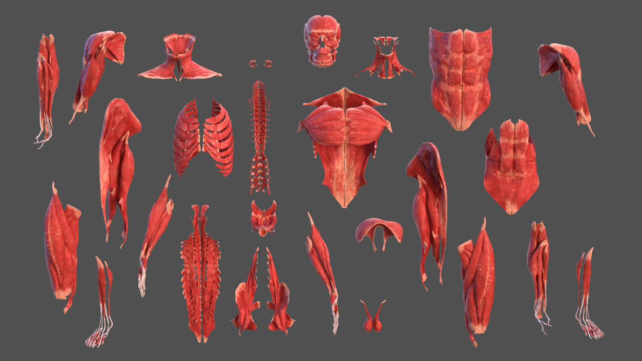 3D Male Full Body Anatomy and Skin