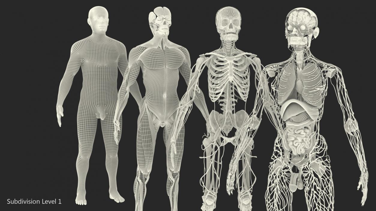 3D Male Full Body Anatomy and Skin