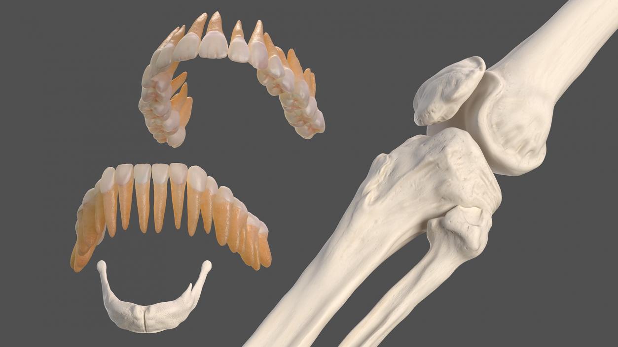 3D Male Full Body Anatomy and Skin