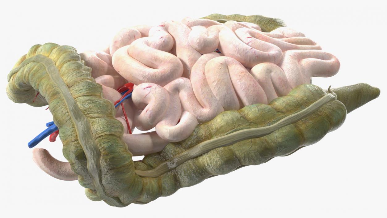 3D Young Man Anatomy Intestines model