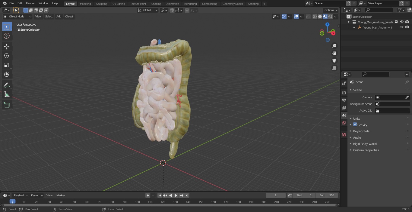 3D Young Man Anatomy Intestines model