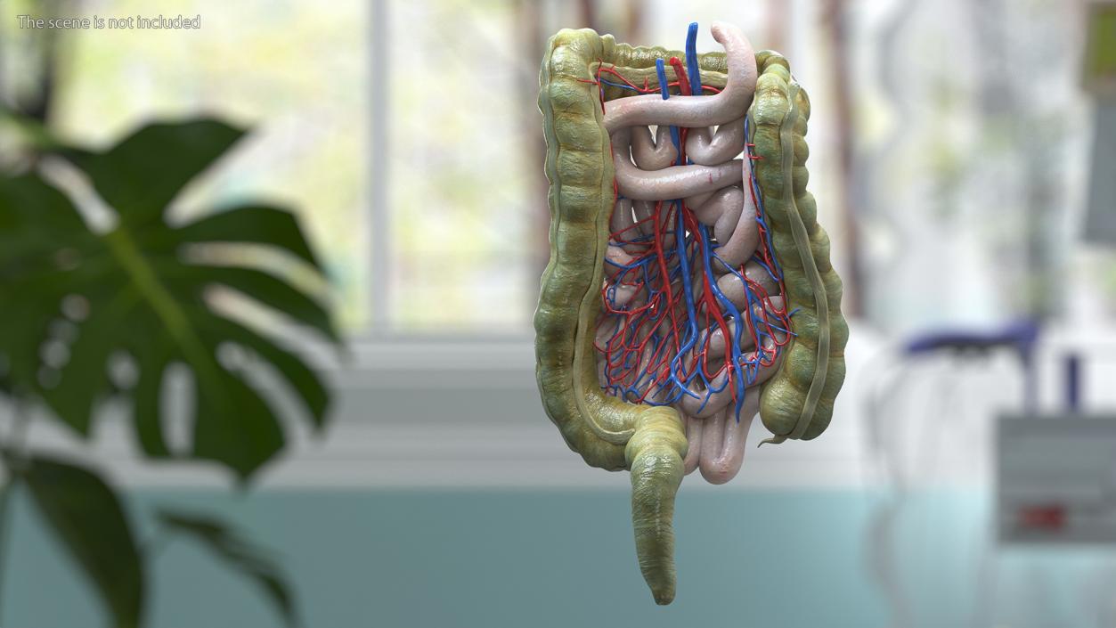 3D Young Man Anatomy Intestines model