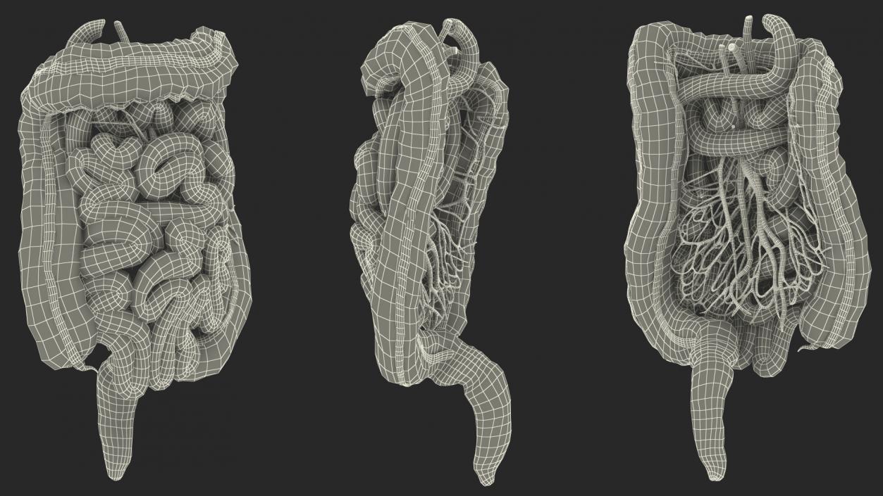 3D Young Man Anatomy Intestines model