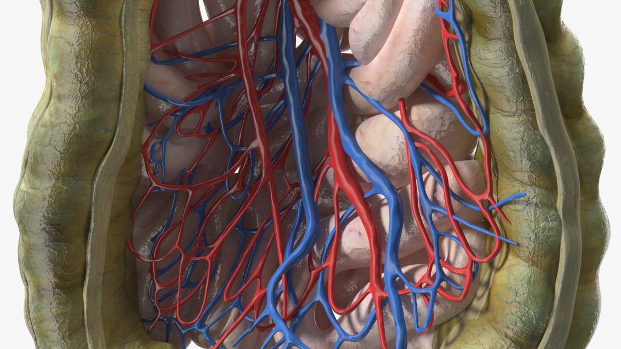 3D Young Man Anatomy Intestines model