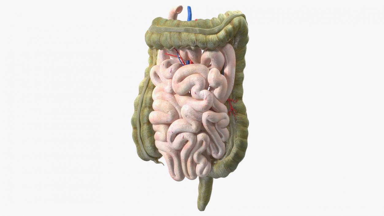 3D Young Man Anatomy Intestines model