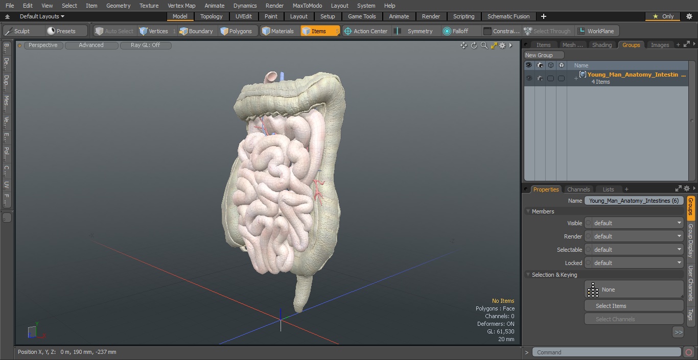 3D Young Man Anatomy Intestines model