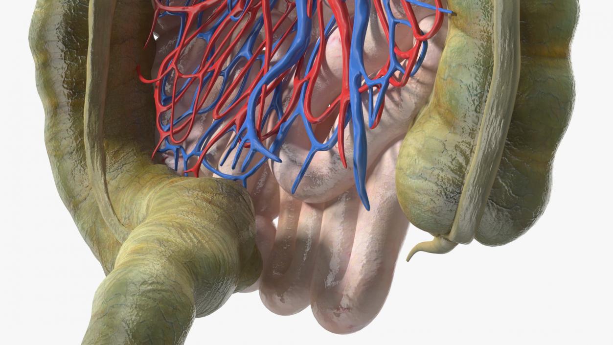 3D Young Man Anatomy Intestines model