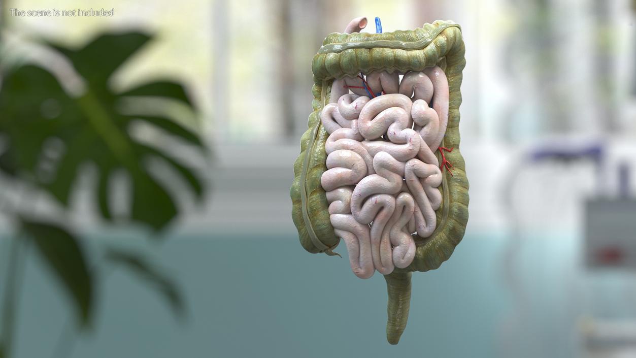 3D Young Man Anatomy Intestines model