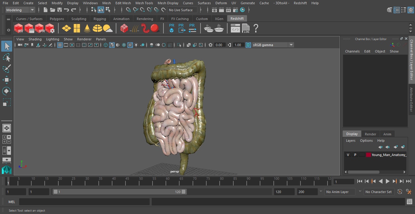 3D Young Man Anatomy Intestines model