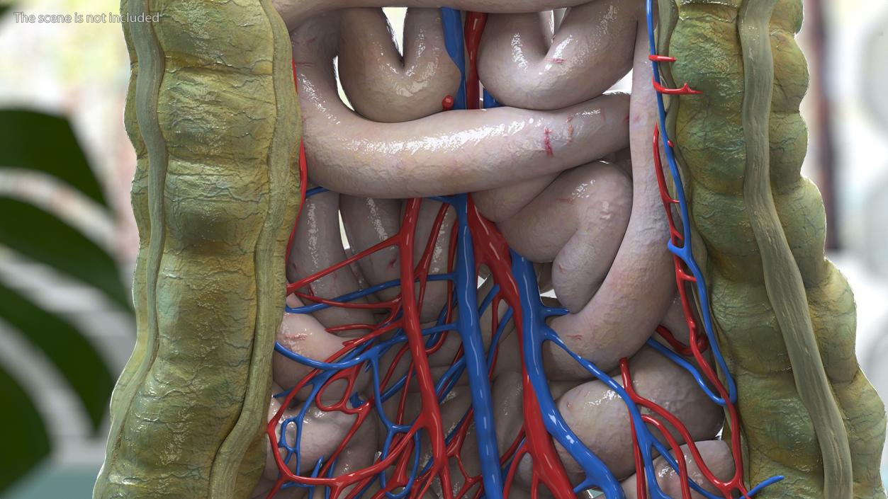 3D Young Man Anatomy Intestines model