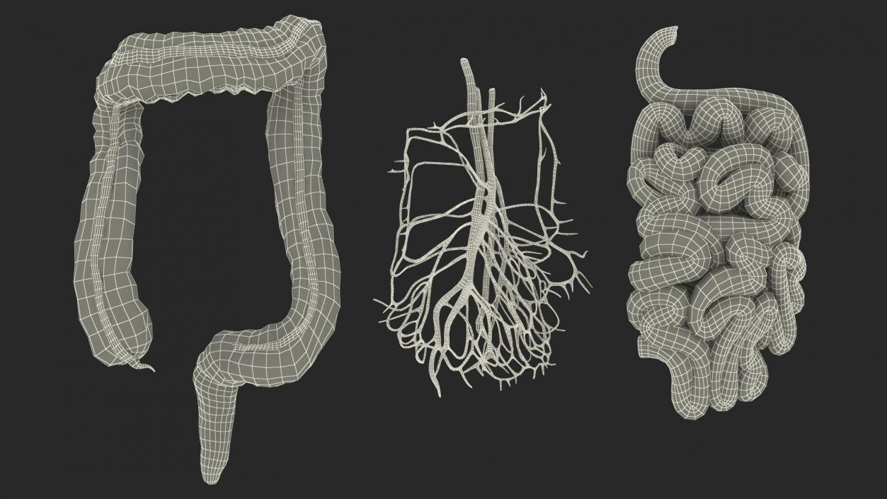 3D Young Man Anatomy Intestines model