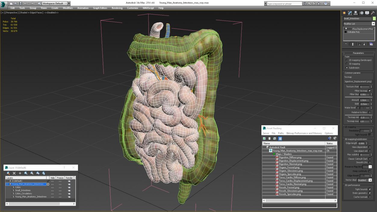 3D Young Man Anatomy Intestines model