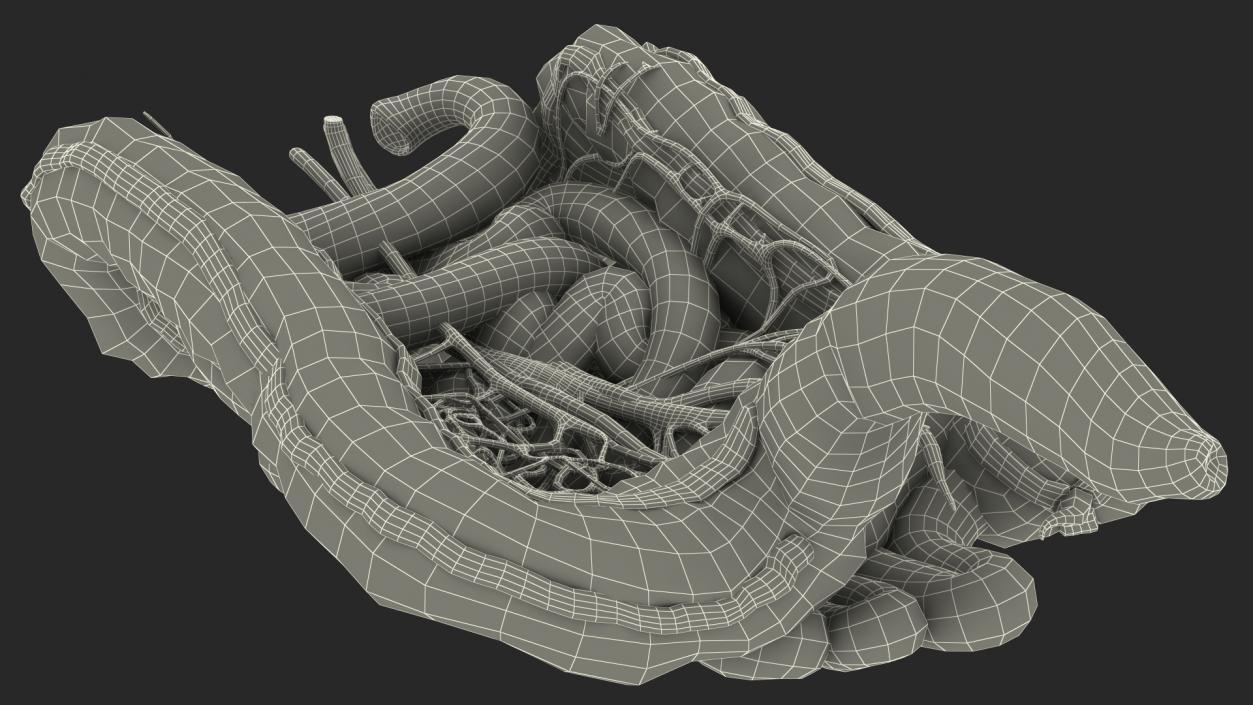 3D Young Man Anatomy Intestines model