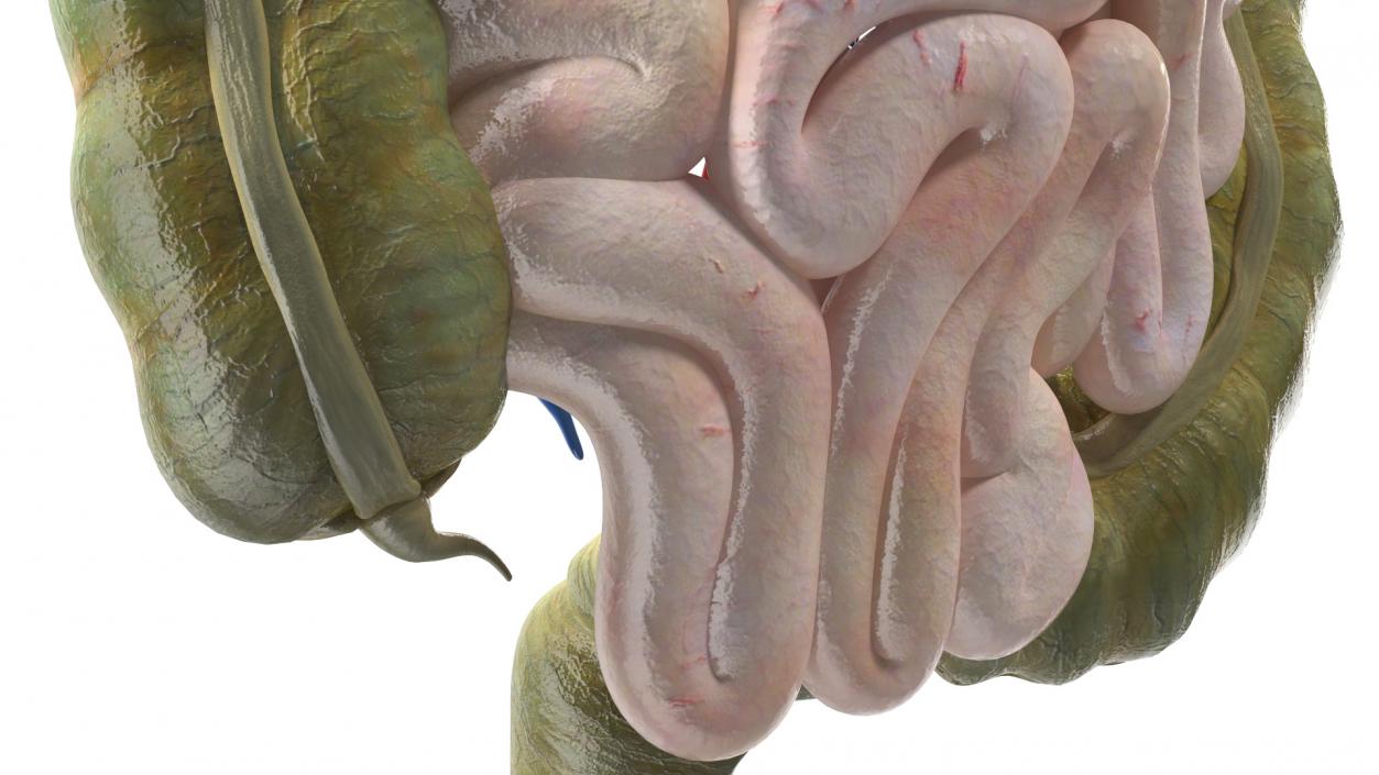 3D Young Man Anatomy Intestines model