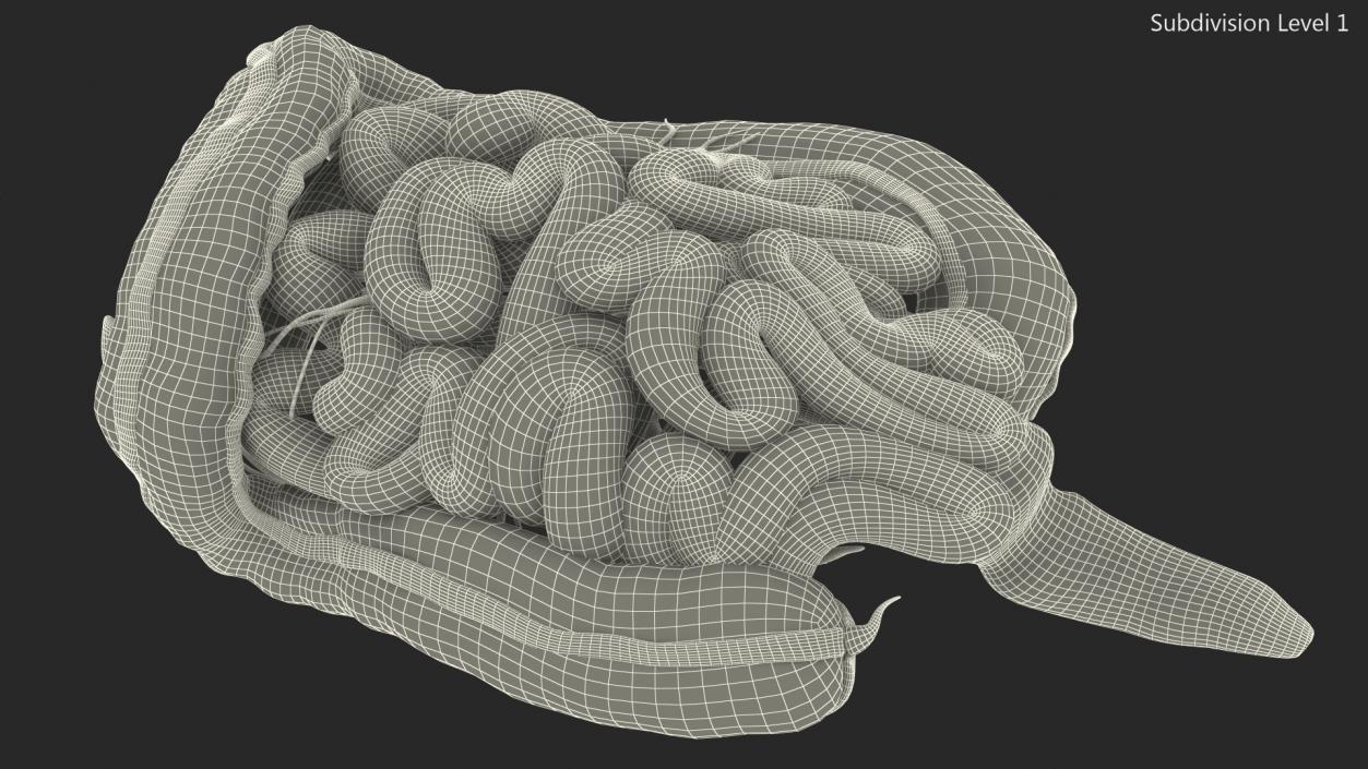 3D Young Man Anatomy Intestines model